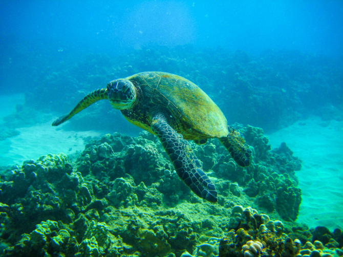 Sea Turtle in Hawaii